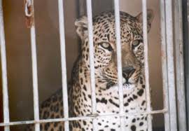 Zoológico del Centenario entrega a la Profepa un leopardo decomisado Zoológico del Centenario entrega a la Profepa un leopardo decomisado