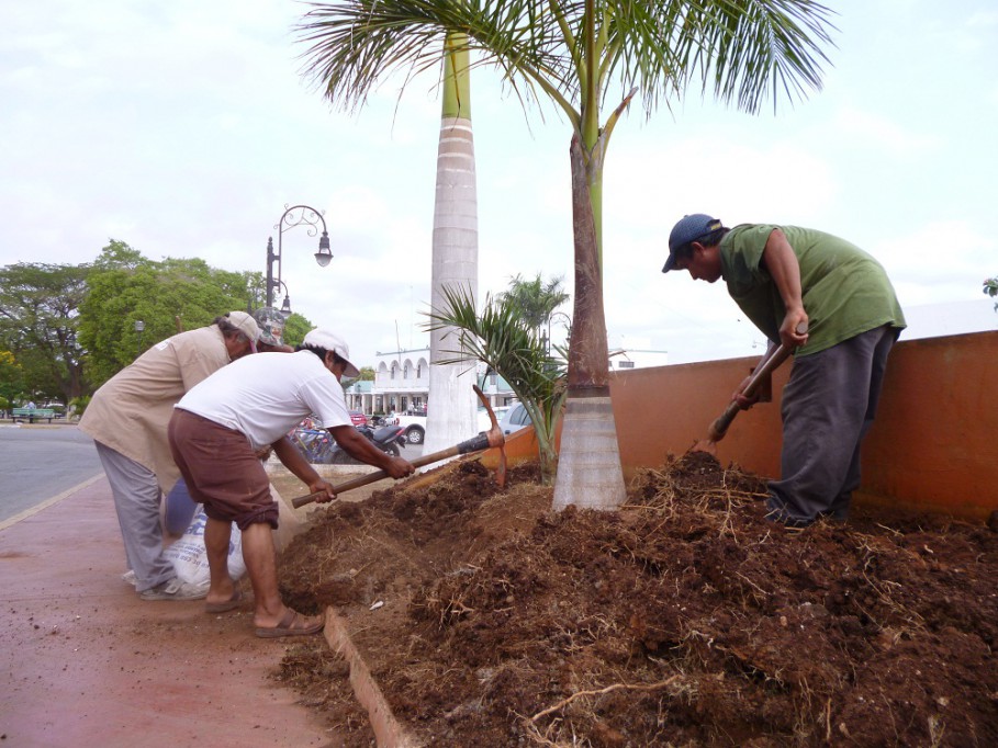 TIZIMÍN: Reforestan arriates de la plaza del ex convento.\r\n TIZIMÍN: Reforestan arriates de la plaza del ex convento.\r\n