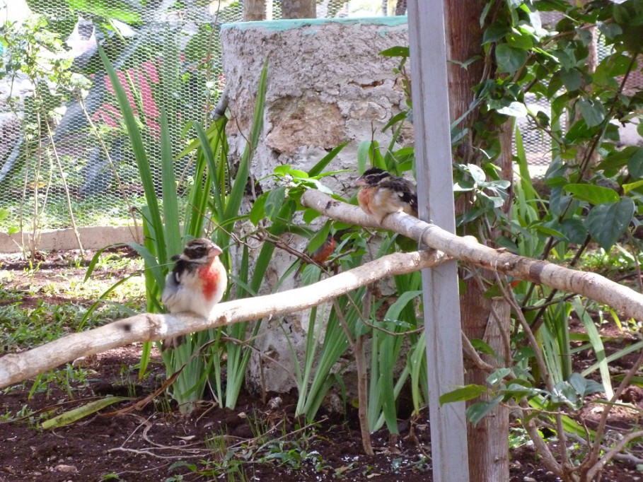 TIZIMÍN: El Zoológico estrena aviario con varias especies.\r\n TIZIMÍN: El Zoológico estrena aviario con varias especies.\r\n