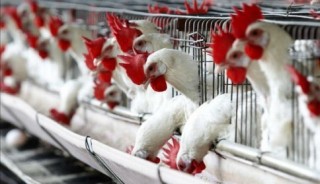 No hay desabasto en productos avícolas por gripe aviar No hay desabasto en productos avícolas por gripe aviar