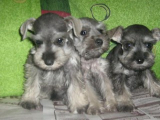 Perros de raza pequeña, preferidos de los yucatecos. Perros de raza pequeña, preferidos de los yucatecos.