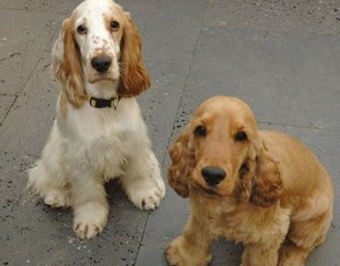 El amor de una persona por su mascota, no tiene precio. El amor de una persona por su mascota, no tiene precio.