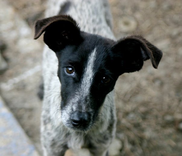 1998 último caso de rabia humana transmitida por perro 1998 último caso de rabia humana transmitida por perro
