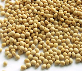 No está prohibida la siembra de soya transgénica en campos de Yucatán. No está prohibida la siembra de soya transgénica en campos de Yucatán.