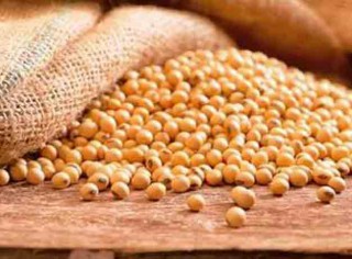 Las plantas transgénicas, una opción agrícola ante el eventual cambio climático Las plantas transgénicas, una opción agrícola ante el eventual cambio climático
