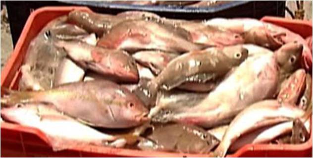 A pesar del inicio de la veda del mero autoridades aseguran que hay suficiente producto congelado para cubrir la demanda durante la cuaresma 