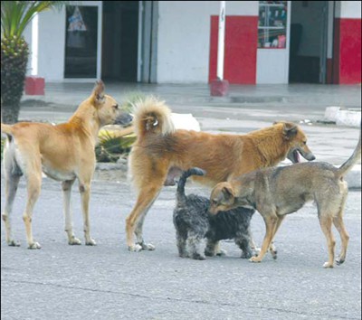 Controlan el caso de Rabia canina detectado en Cholul Controlan el caso de Rabia canina detectado en Cholul