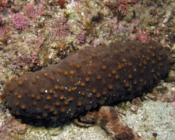 Científicos de Yucatán reproducen por primera vez pepino de mar en laboratorios Científicos de Yucatán reproducen por primera vez pepino de mar en laboratorios