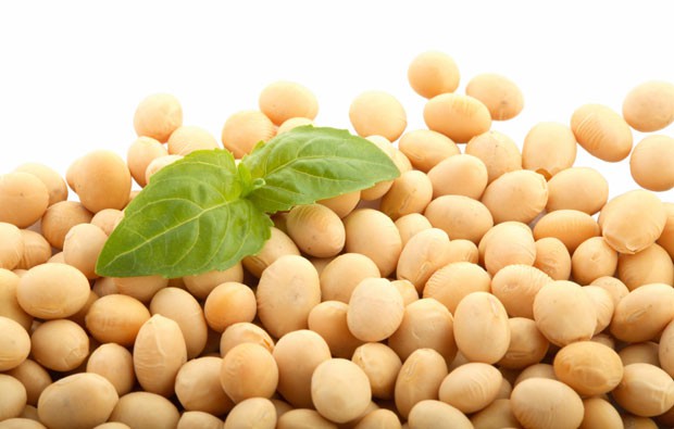 La soya tránsgenica, una sombra para los apicultores de Yucatán La soya tránsgenica, una sombra para los apicultores de Yucatán