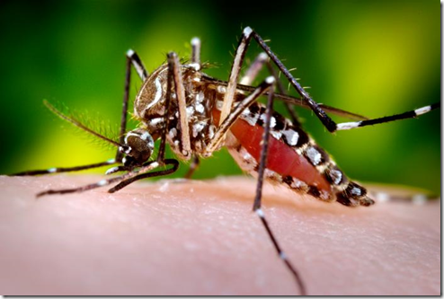Casi 70 casos de dengue en el primer mes del año Casi 70 casos de dengue en el primer mes del año