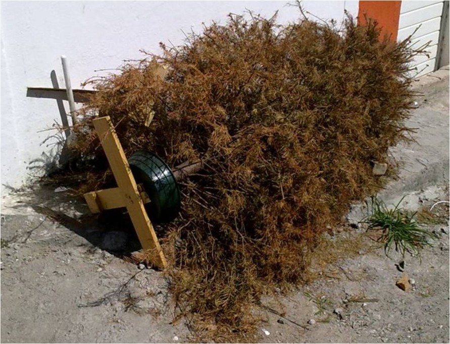 Amplían el plazo para la recolecta de árbolitos de navidad. Amplían el plazo para la recolecta de árbolitos de navidad.