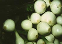 Una deliciosa cebollita criolla es el emblema colonial del pueblo de Ixil. Una deliciosa cebollita criolla es el emblema colonial del pueblo de Ixil.