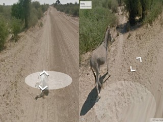 Google desmiente haber atropellado a un burro Google desmiente haber atropellado a un burro