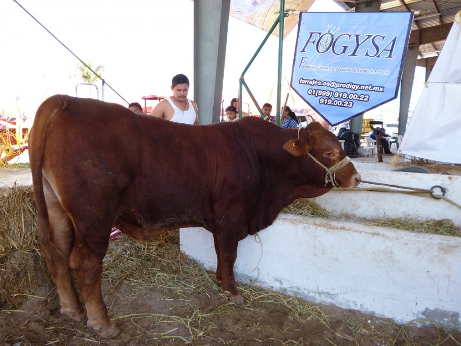 TIZIMÍN: Exponen raza de ganado Beefmaster en la Expo-Feria.\r\n\r\n TIZIMÍN: Exponen raza de ganado Beefmaster en la Expo-Feria.\r\n\r\n