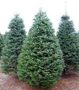 Árboles naturales deben ser desechados después de cuatro semanas Árboles naturales deben ser desechados después de cuatro semanas