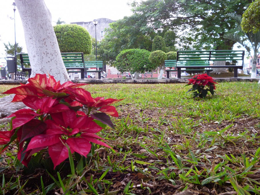 Tizimín: Se roban plantas del Parque Principal. Tizimín: Se roban plantas del Parque Principal.