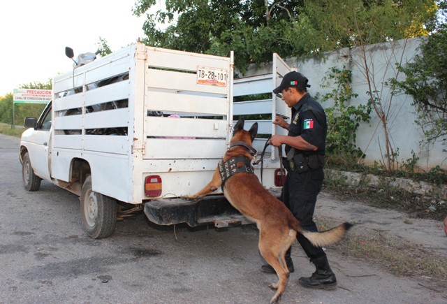 SSP detiene camioneta con droga oculta en el piso de doble fondo SSP detiene camioneta con droga oculta en el piso de doble fondo