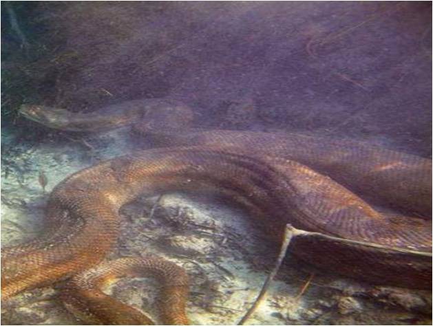 El fantasma de una serpiente que cuida los cenotes mayas El fantasma de una serpiente que cuida los cenotes mayas