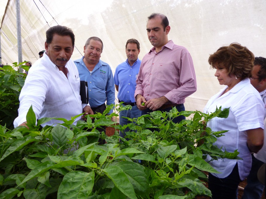 Tizimín: Producción de chile habanero genera 4000 empleos.\r\n Tizimín: Producción de chile habanero genera 4000 empleos.\r\n
