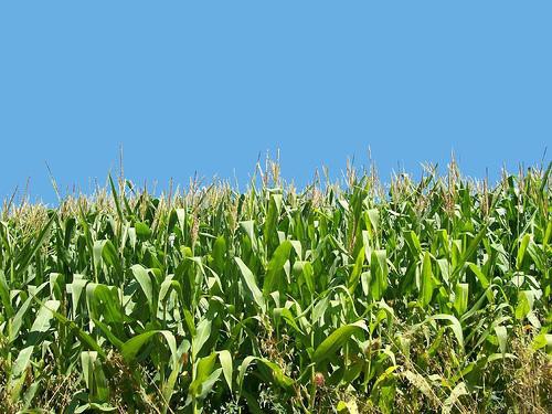 En diversas comunidades se recolectan firmas por la pérdida de maizales En diversas comunidades se recolectan firmas por la pérdida de maizales