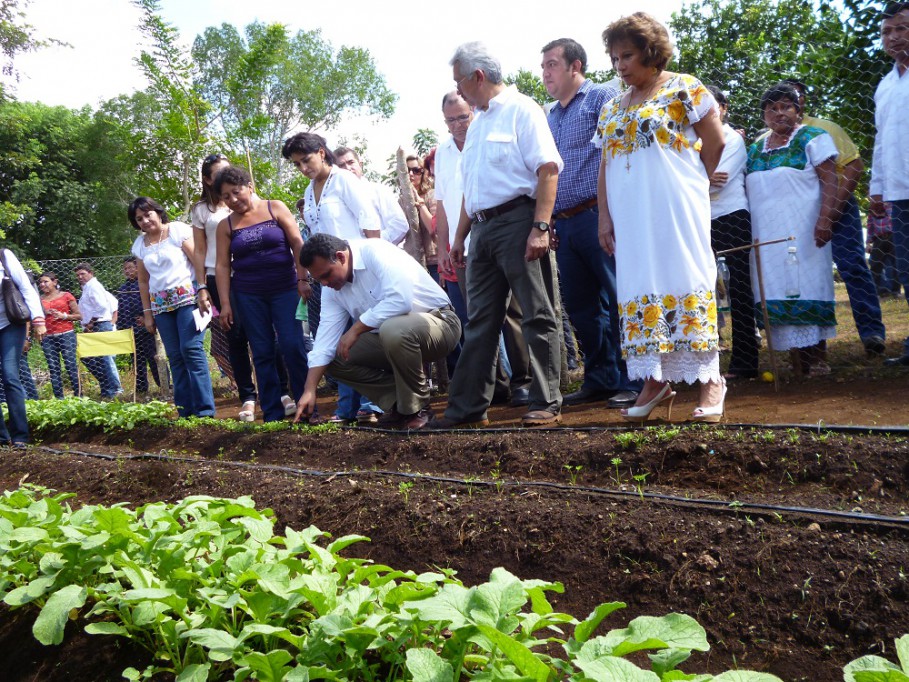 Tizimín: Con insumos del Gobierno Estatal, varias familias de X Panha Toro tienen sus propios huertos.\r\n Tizimín: Con insumos del Gobierno Estatal, varias familias de X Panha Toro tienen sus propios huertos.\r\n