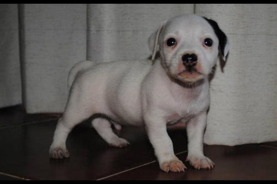 Buscan a un Jack Russell Terrier perdido en Tizimín Buscan a un Jack Russell Terrier perdido en Tizimín