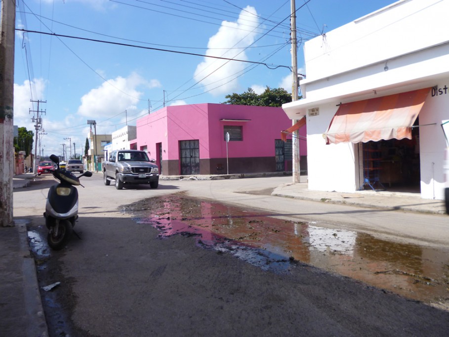 Tizimín: Excremento de ganado en las calles. Tizimín: Excremento de ganado en las calles.