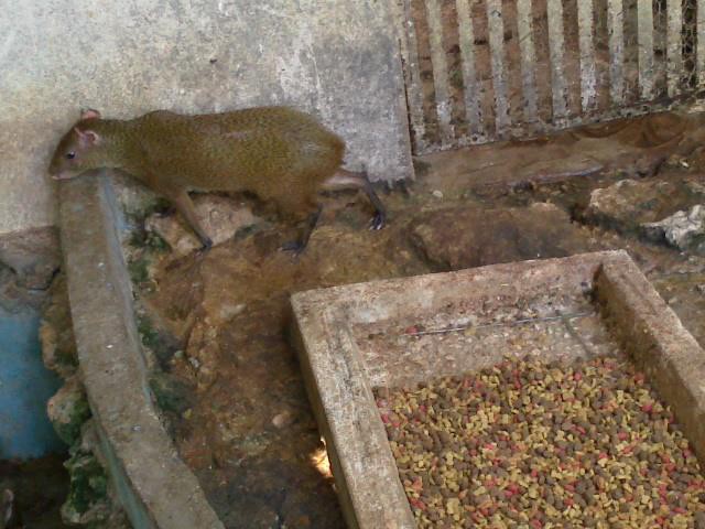 Tizimín: Inspeccionan el zoológico de imprevisto. Tizimín: Inspeccionan el zoológico de imprevisto.