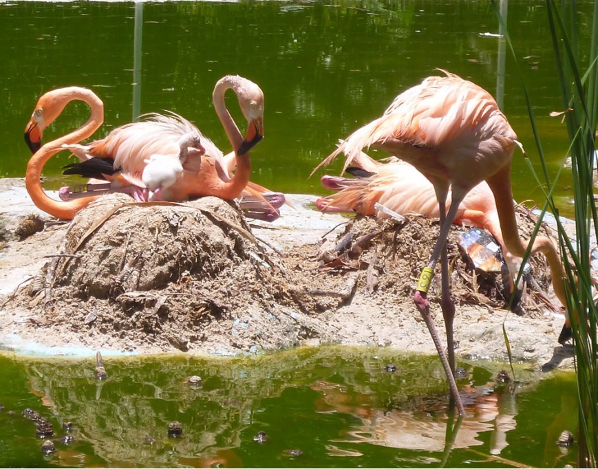 Tizimín: Nuevo inquilino en el zoológico. Tizimín: Nuevo inquilino en el zoológico.