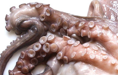 Marea Roja de 2011 afectará la temporada de pesca del pulpo maya de este año Marea Roja de 2011 afectará la temporada de pesca del pulpo maya de este año