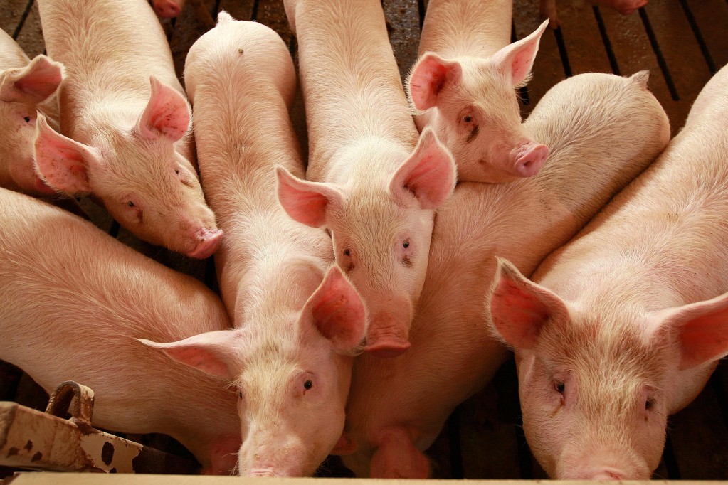 El yucateco gran consumidor de carne de cerdo El yucateco gran consumidor de carne de cerdo