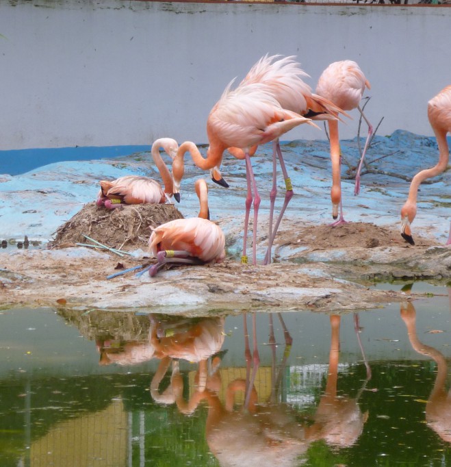 Tizimín: Hallan nido con dos huevos de flamencos por primera vez en el zoológico\r\n Tizimín: Hallan nido con dos huevos de flamencos por primera vez en el zoológico\r\n